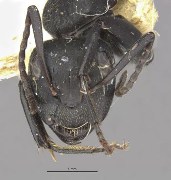 Media type: image;   Entomology 29519 Aspect: head frontal view